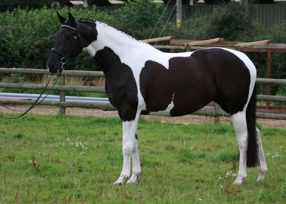 © Saratoga Stud