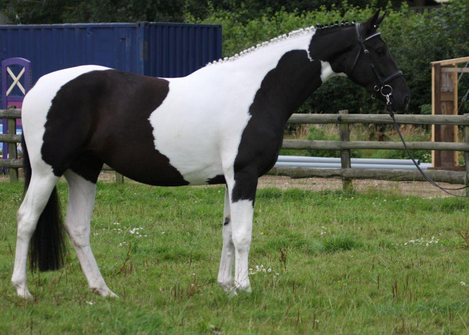 © Saratoga Stud