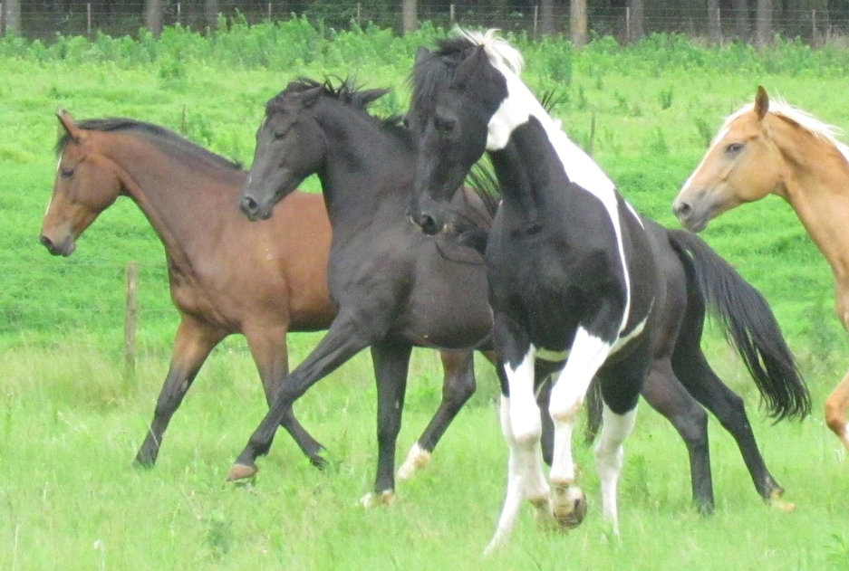© Saratoga Stud
