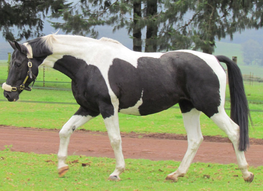 © Saratoga Stud
