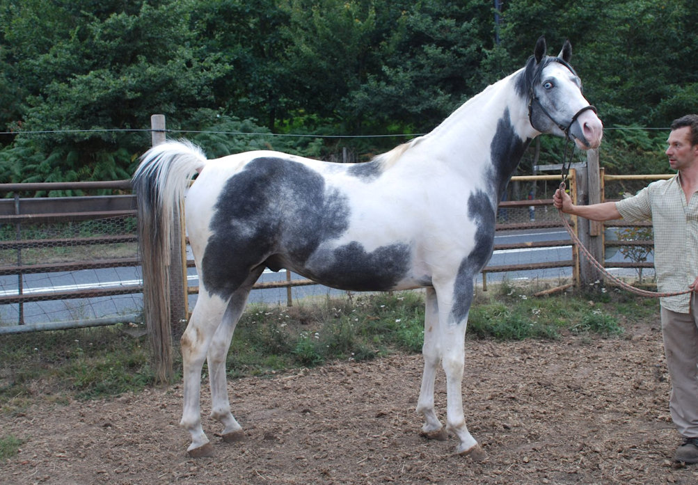 © Honeybrook Stud