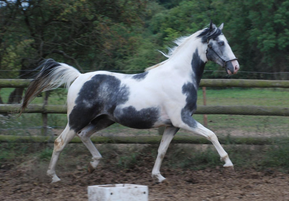 © Honeybrook Stud