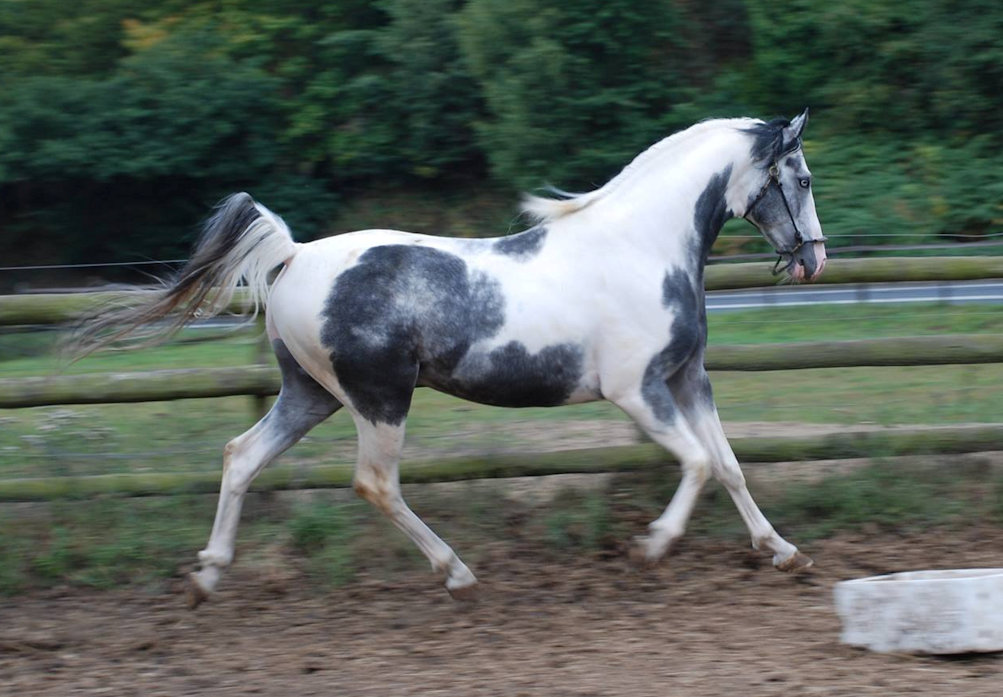 © Honeybrook Stud