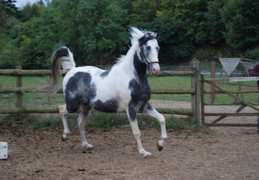 © Honeybrook Stud