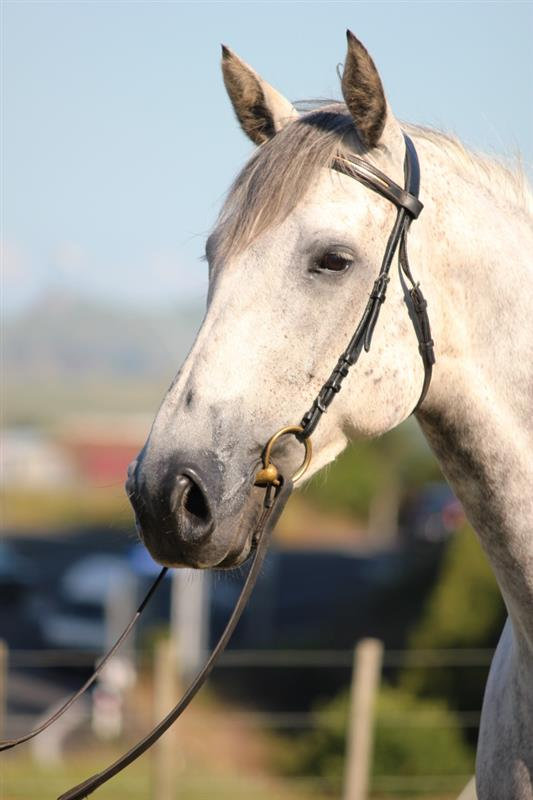 © Hartstone Equestrian