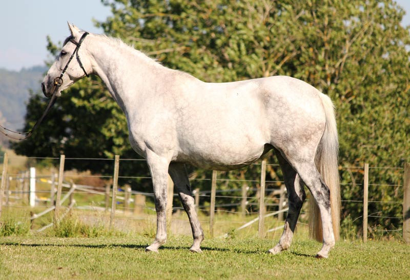 © Hartstone Equestrian