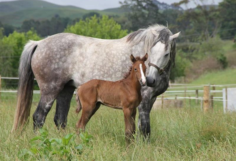 © Hartstone Equestrian