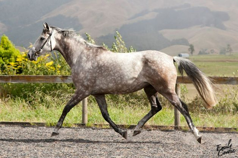 © Hartstone Equestrian