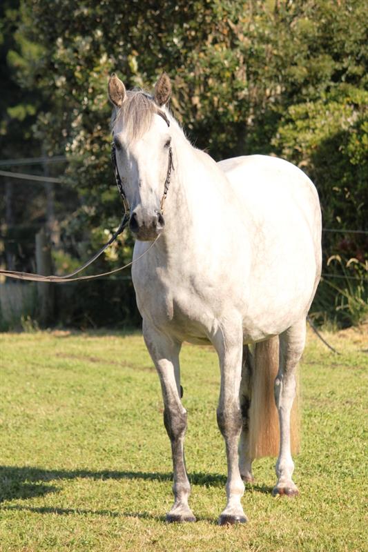 © Hartstone Equestrian