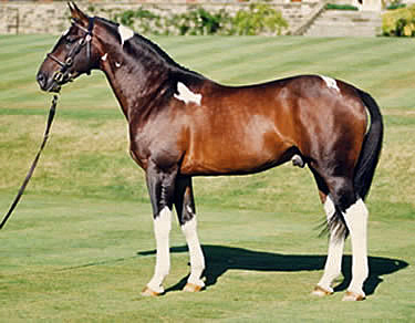 © Stanhope Stud