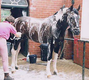 © Stanhope Stud
