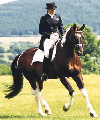 © Stanhope Stud